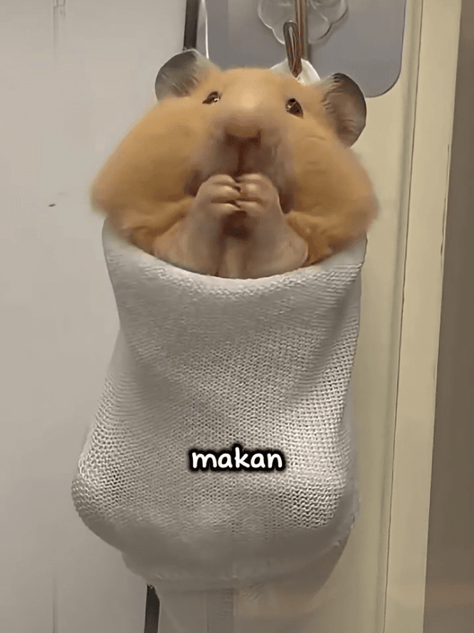 3 jenis makanan hamster 🐹 #hamsters #edukasi #fyp — @mi61875