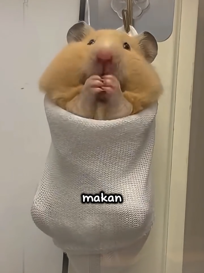 3 jenis makanan hamster πΉ #hamsters #edukasi #fyp β @mi61875